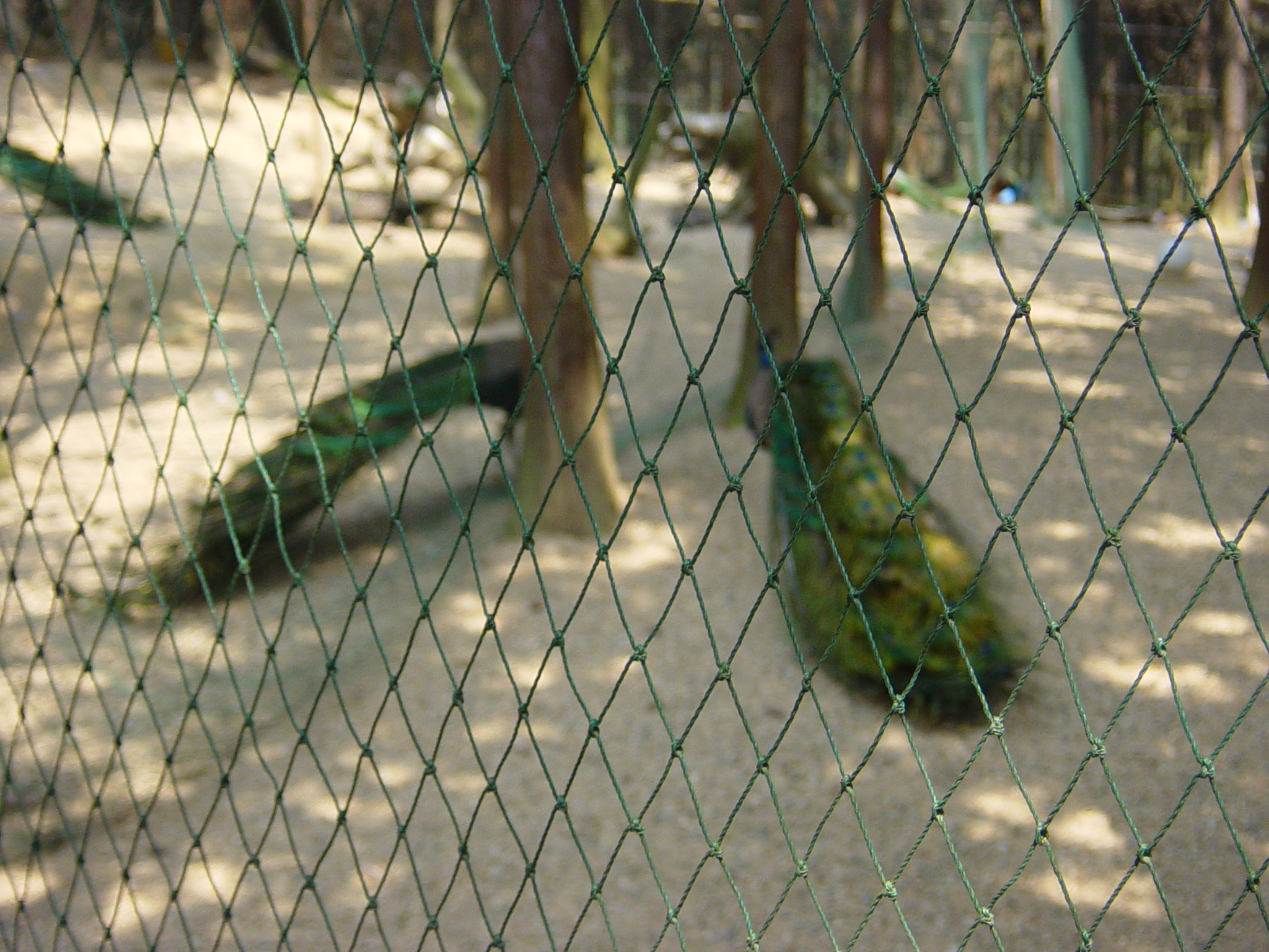 DSC00098.JPG